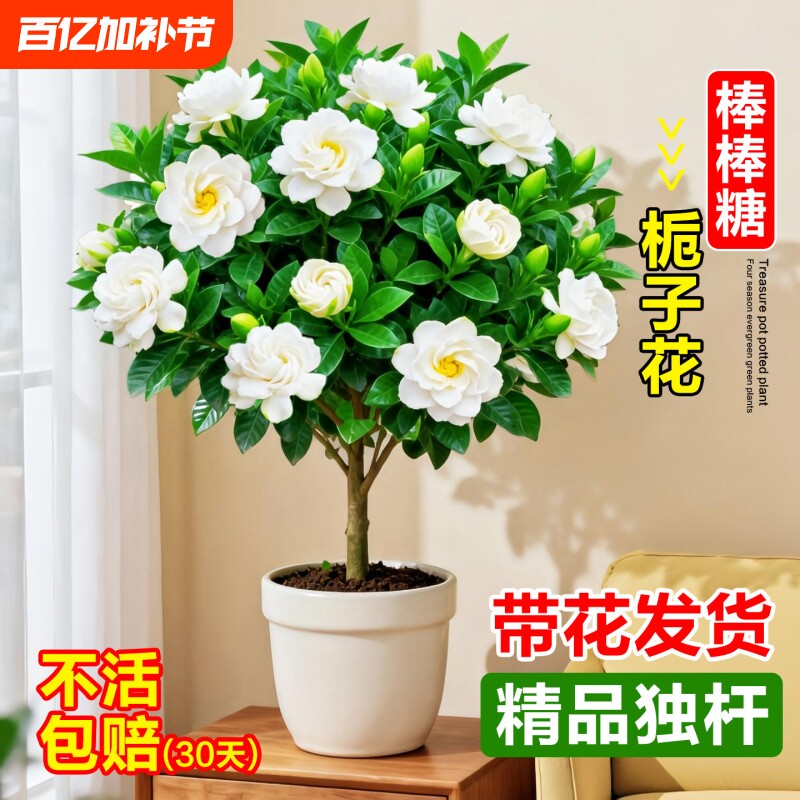 独杆栀子花盆栽带花苞室内阳台鲜花棒棒糖花苗四季开花浓香型花卉