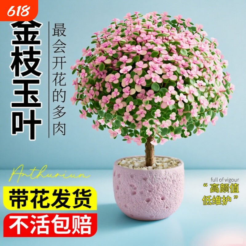 金枝玉叶盆栽老桩多肉水培植物花卉绿植室内四季好养客厅带花造型