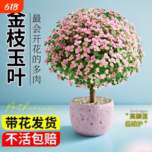 金枝玉叶盆栽老桩多肉水培植物花卉绿植室内四季好养客厅带花造型