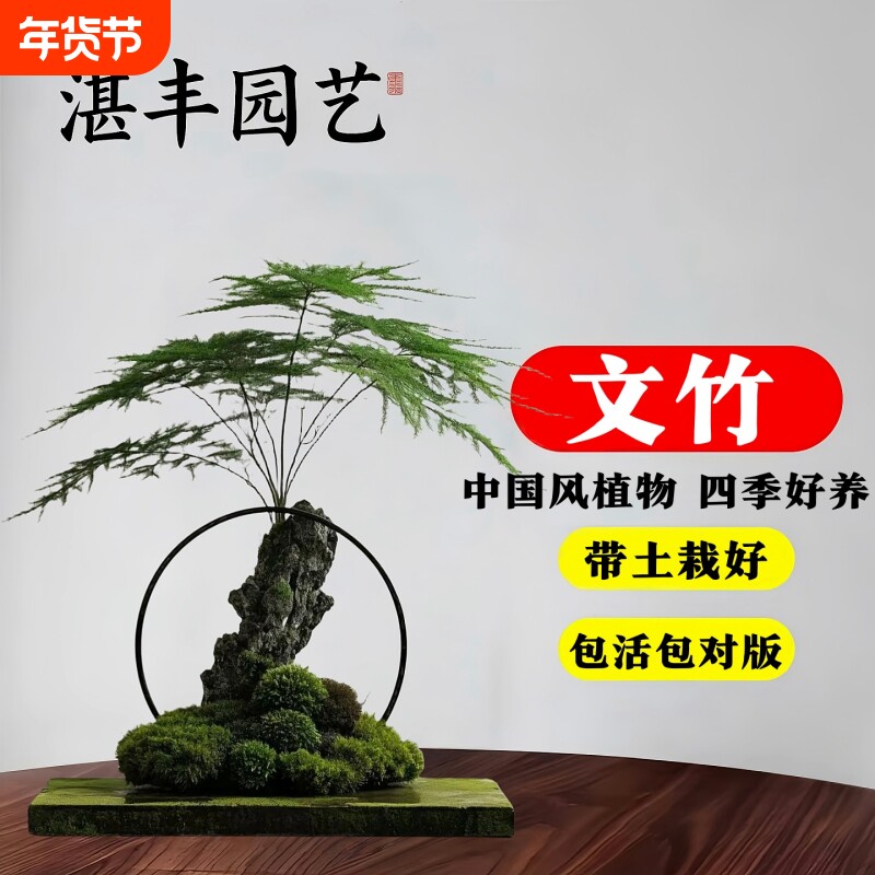 文竹盆栽室内水培盆景植物客厅办公室桌面绿植好养四季常青大盆栽