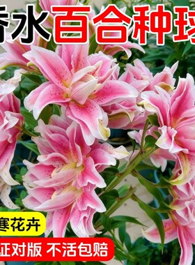 百合花种球进口香水百合花种子