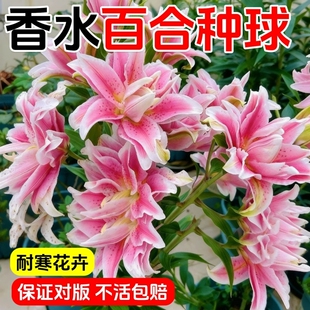 百合花种球四季开花好养活花卉植物花苗盆栽花种子耐寒鲜花香水