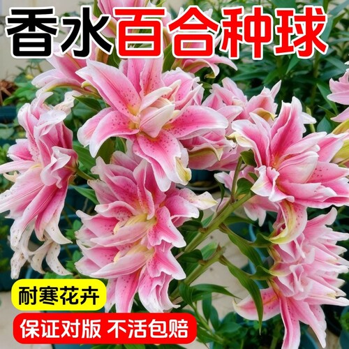 百合花种球进口香水百合花种子