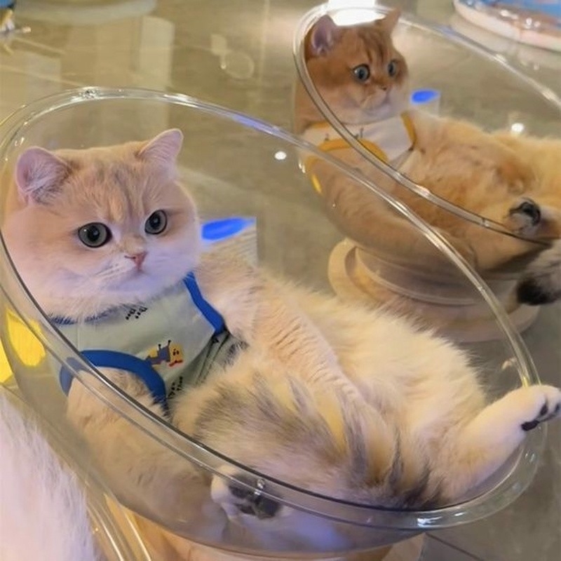 太空舱猫窝四季通用高透亚克力实木转盘冰窝猫咪玩具猫床一体春夏
