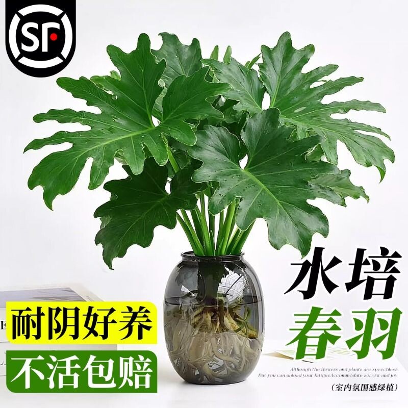 春羽水培植物盆栽室内客厅办公室桌面花卉大叶龟背竹好养绿植