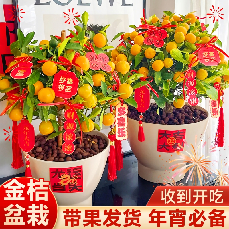 金桔树盆栽年宵花卉盆景