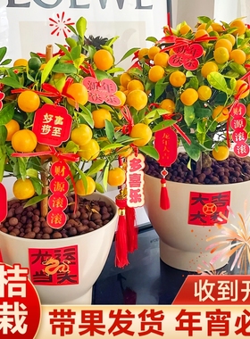 四季金桔树盆栽带果可食用小橘子树客厅室内好养花卉绿植盆景新年