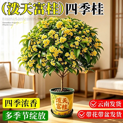 桂花树苗四季桂盆栽室内阳台