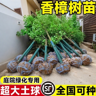 香樟树苗大树樟木庭院绿化南北方种植四季常青小叶龙脑樟驱蚊盆栽