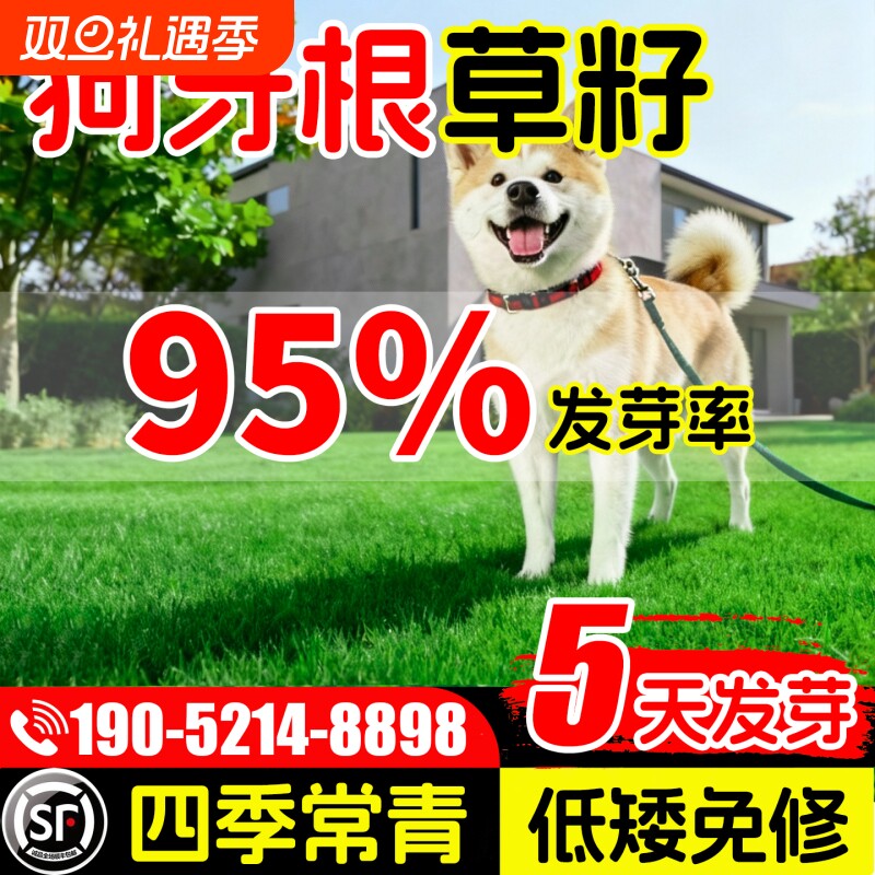 狗牙根草籽耐热耐踏护坡庭院绿化地毯草种子百慕大草皮孑水养