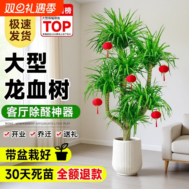 龙血树客厅绿植室内好养