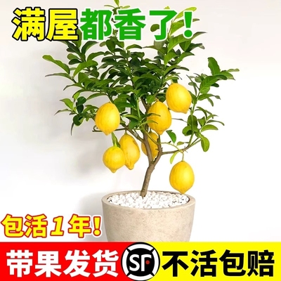香水柠檬树苗盆栽室外结果无籽四季柠檬苗食用柠檬树果苗带土庭院