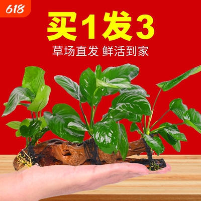 水榕沉木水草鱼缸造景增氧净水