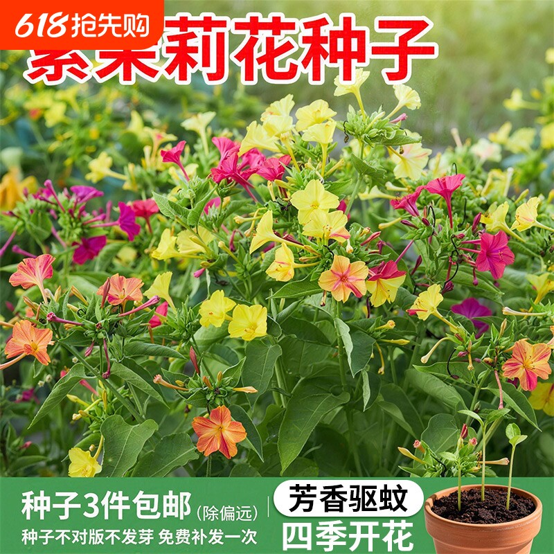紫茉莉花种子四季播种开花夜来香地雷花混色阳台室外驱蚊胭脂花卉