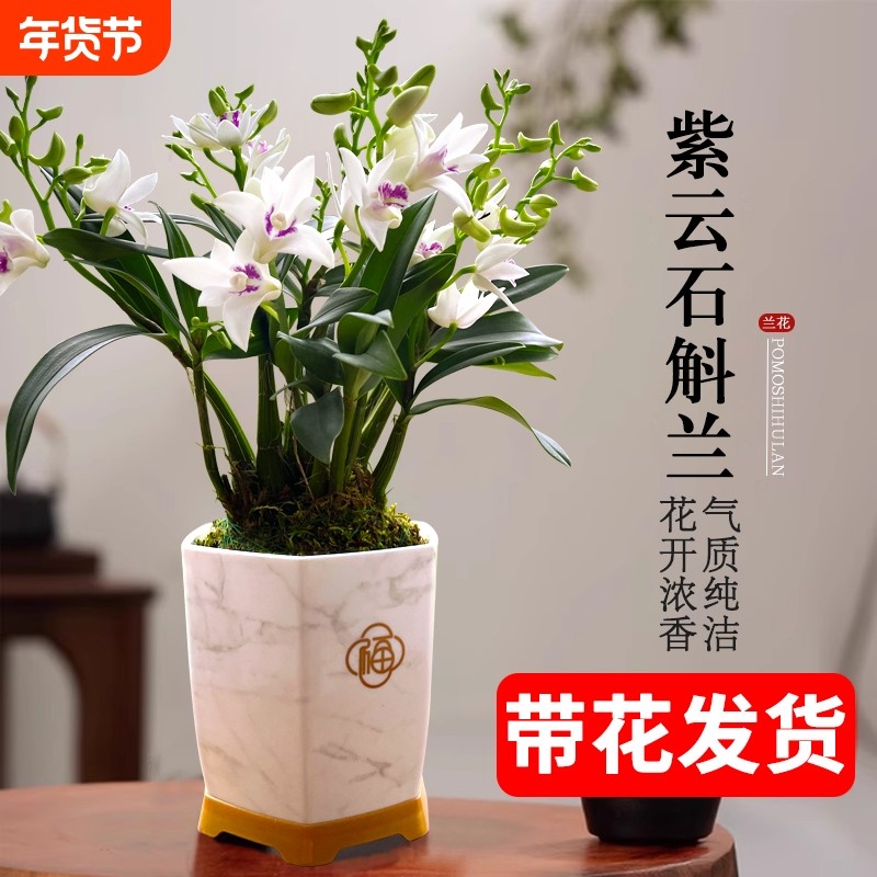 石斛兰基地直销带花苞紫云好养泼墨室内水培浓香年宵花卉盆栽绿植