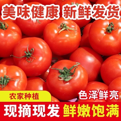 现摘农家水果小西红柿5斤