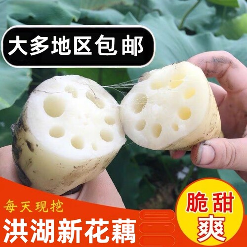 洪湖正宗莲藕新鲜嫩脆藕清炒凉拌