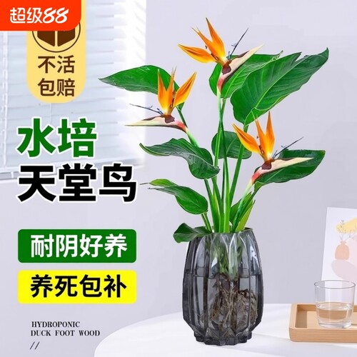 天堂鸟水培植物花卉室内客厅无土水培绿萝盆栽龟背竹好养绿植耐阴