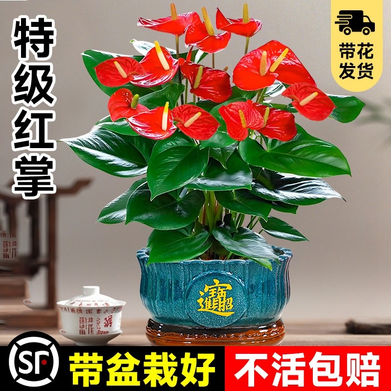 大盆特级红掌盆栽花卉植物室内绿植鸿运当头四季开花好养中式盆景
