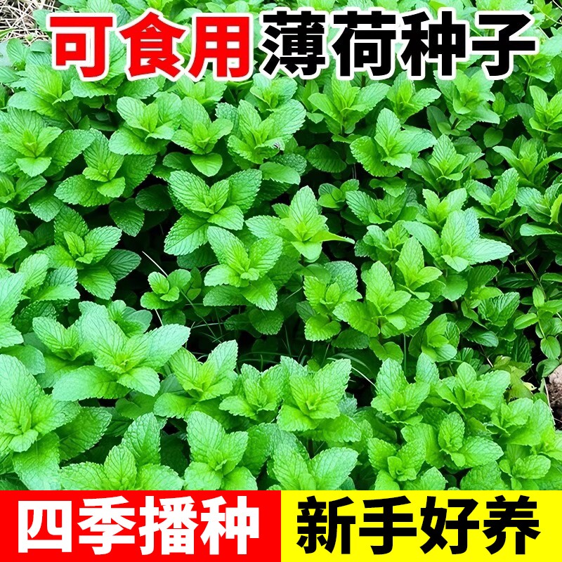 薄荷种籽子可食用四季种植种子香水留兰香猫薄荷驱蚊室内阳台盆栽
