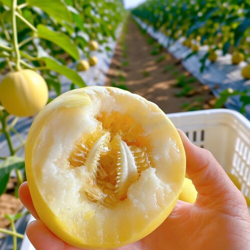小蜜蜂甜瓜新鲜水果山东整箱包邮当季时令星甜20小蜜瓜现摘配送