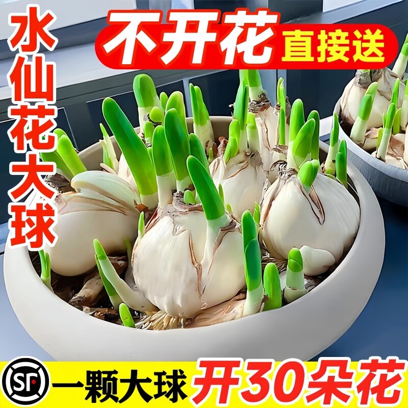 水仙花种球水培植物耐寒洋水仙好养盆栽冬季重瓣大球红色室内开花