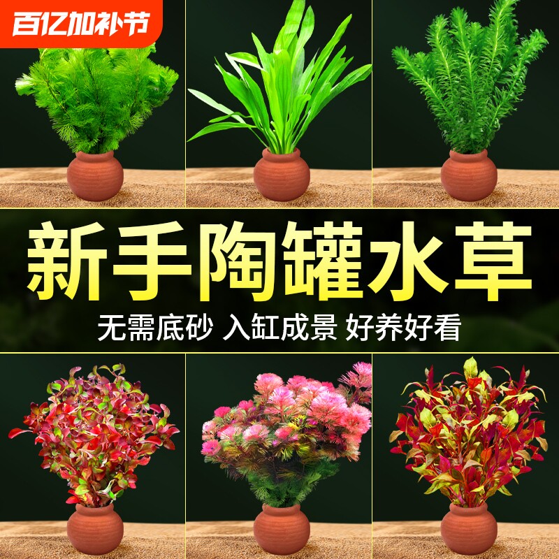 水草鱼缸造景摆件增氧阴性水培榕绿菊蜈蚣草净水定植陶罐水草套餐