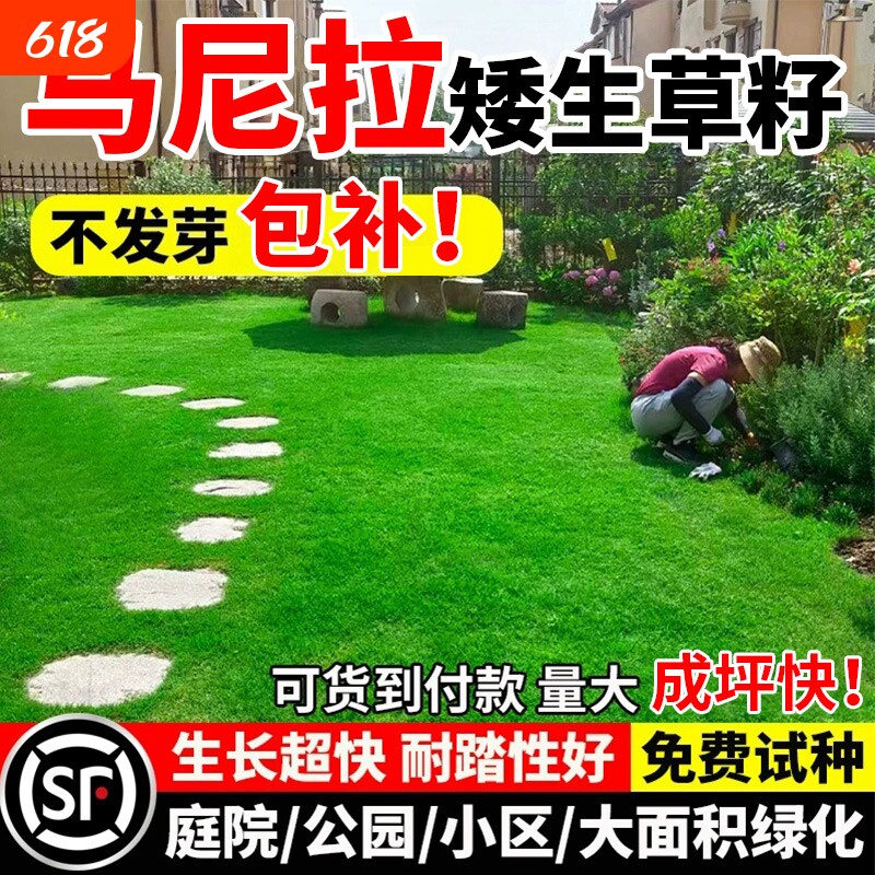 马尼拉矮生草籽免修剪庭院公园四季常青工程绿化耐寒草坪草皮种子
