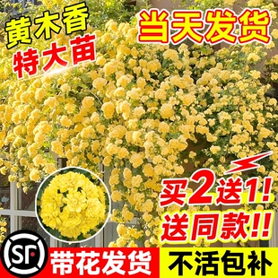 黄木香花苗爬藤植物老桩重瓣蔷薇大苗多季白红木香花盆栽带花苞