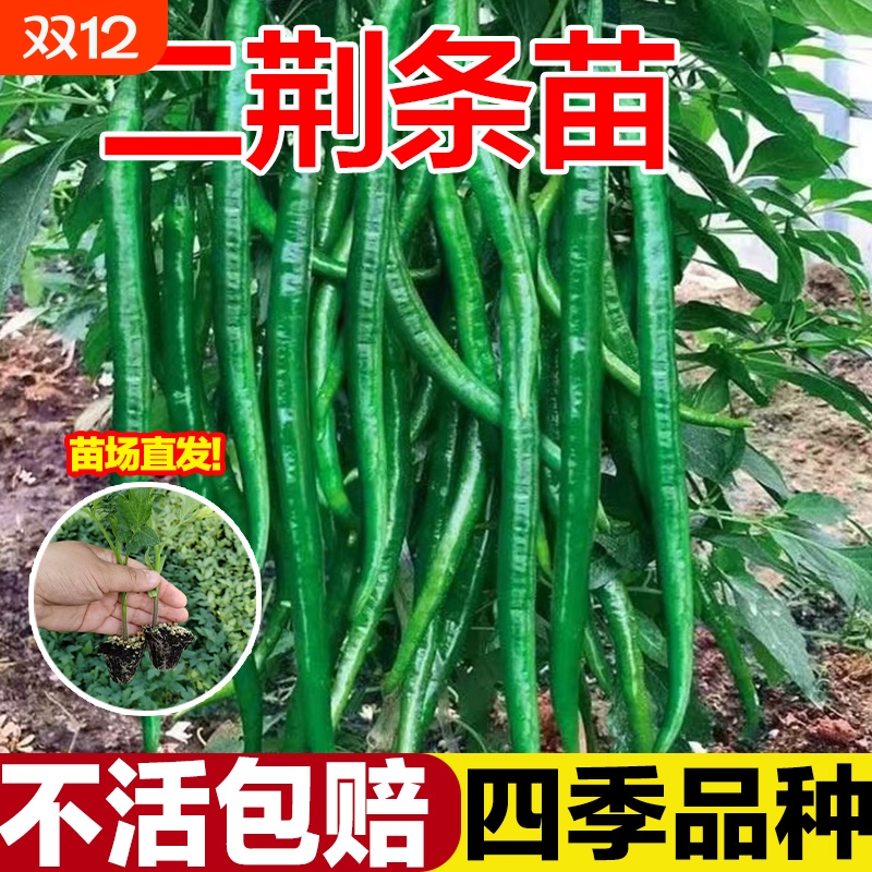 高产优质二荆条辣椒苗秧特辣山东寿光本地农村秧苗带土老品种批发