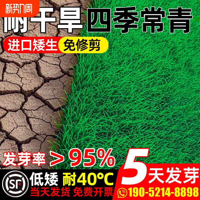 草坪草籽四季常青护坡固土狗牙根庭院地毯草高羊茅绿化黑麦草种子