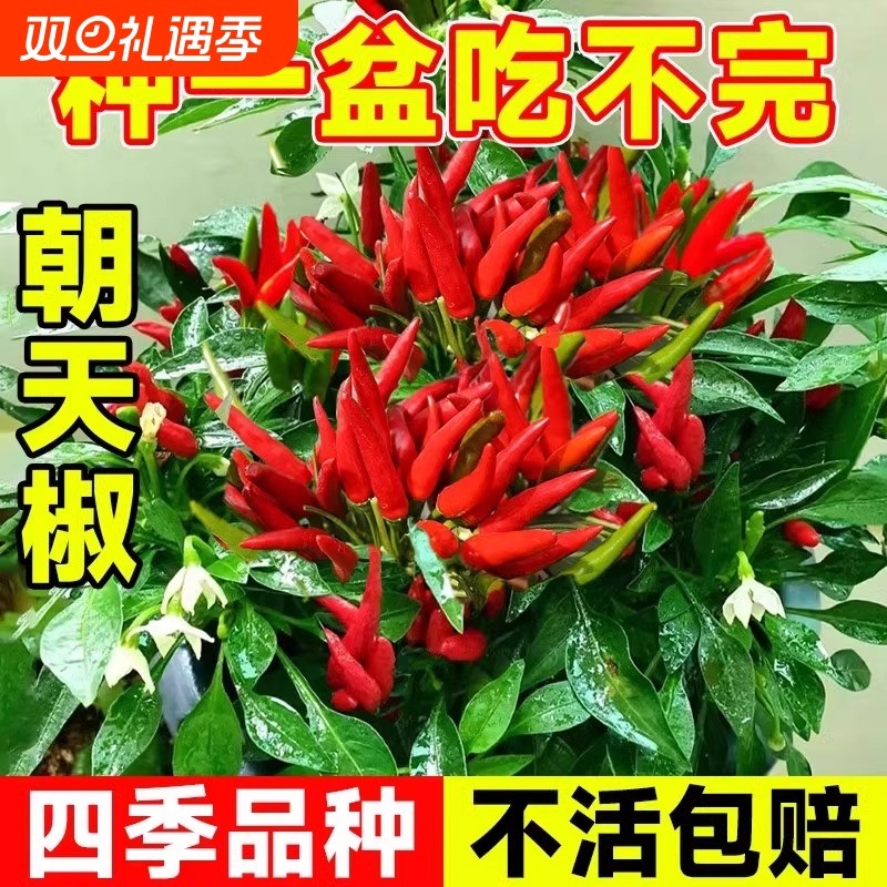 朝天椒种子超辣小米椒青椒早熟辣椒种籽阳台盆栽四季农家蔬菜种孑