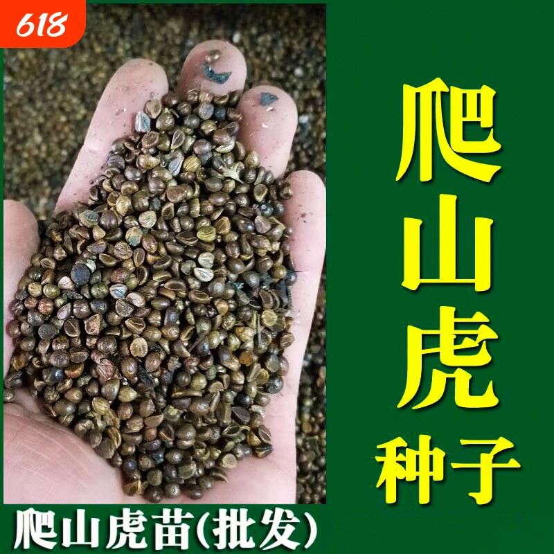 爬山虎种子爬藤植物四季青爬墙虎草籽庭院护坡三叶五叶树苗耐寒