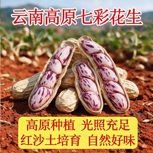 云南七彩花生带壳新鲜原味炒熟新货五彩水果彩色大粒果仁健康特色