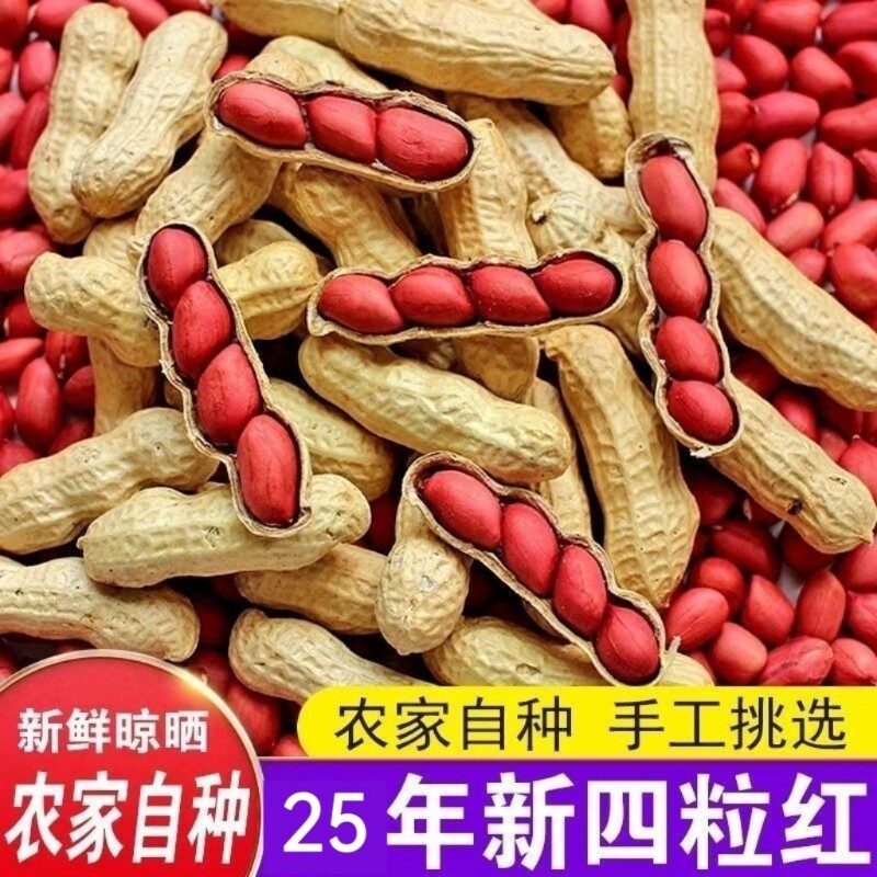 新货东北红皮花生带壳红花生米生新货花生种籽新鲜种子炒花生