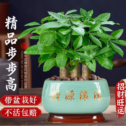 发财树小盆栽客厅盆景办公室内桌面旺宅绿植开业送礼四季常青好养