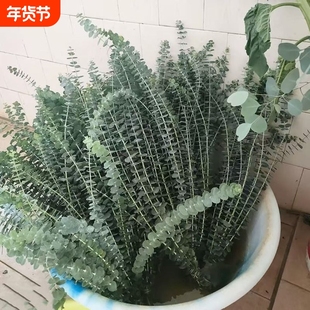 尤加利叶云南鲜花配草基地直发花材搭配花束插瓶水养花艺周边鲜花