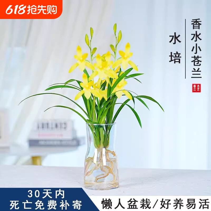 水培香水兰花苗黄色花浓香型植物冬季带花苞净化空气客厅桌面花期