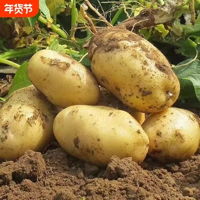 新鲜黄心土豆马铃薯应季果蔬口感粉糯清香蒸煮烹炸均可土豆洋芋