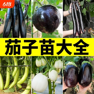 茄子种子苗大全春夏播种早熟蔬菜种籽大田高产茄子紫茄良种菜籽孑