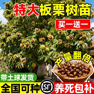 板栗苗树南方北方种植板栗树嫁接苗庭院当年结果板栗树果苗特大号