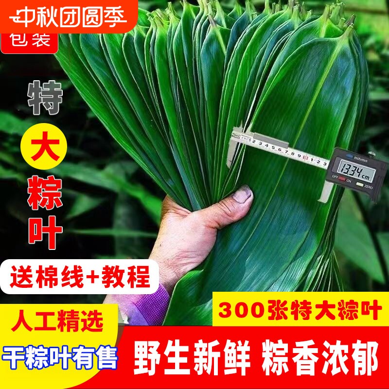 端午节粽叶新鲜粽子叶大号包粽子专用旗舰店干粽叶棕子叶商用批发图片
