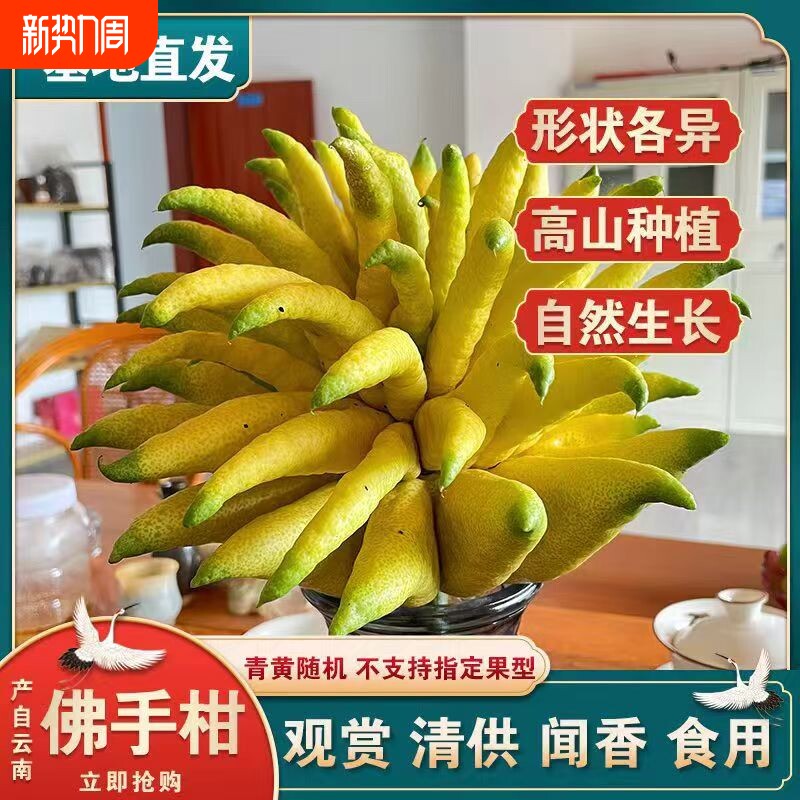 新鲜佛手现摘现发佛手柑水培观赏柑果清供佛食用佛手果鲜果柑年货