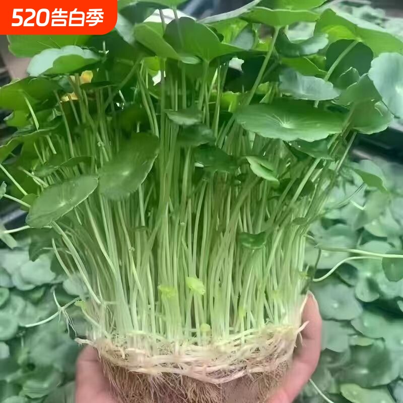 铜钱草水培金钱草盆栽室内室外花卉招财绿植吸甲醛绿植大叶子植物