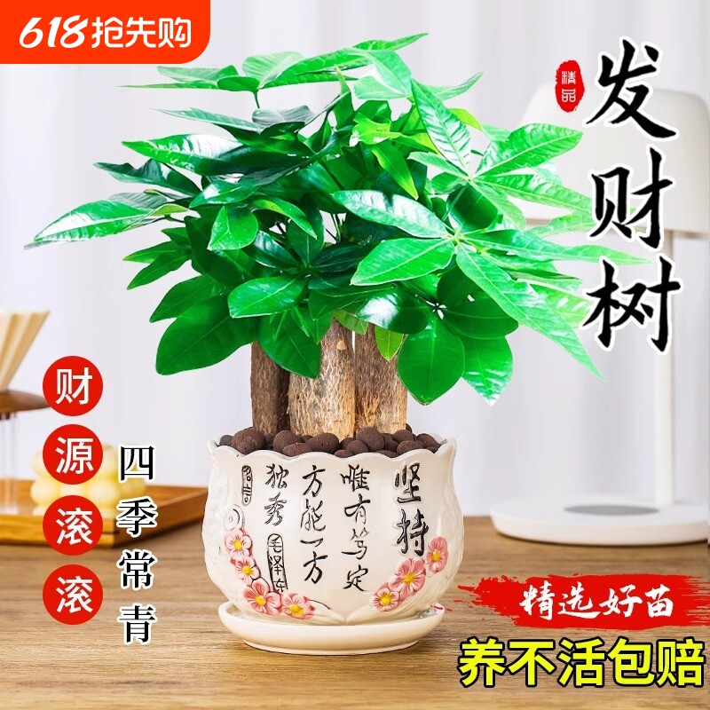 发财树小盆栽绿植盆景水培植物室内桌面绿萝文竹四季好养花卉招财