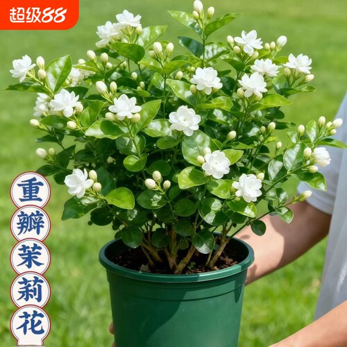 茉莉花苗盆栽带花苞九里香老桩水培花卉绿植物室内四季开花客厅