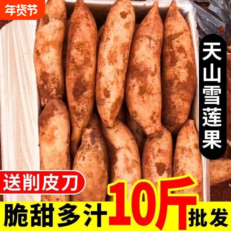 云南天山雪莲果红心新鲜特级一级水果当季整箱孕妇黄雪连包邮10斤,水产肉类/新鲜蔬果/熟食,雪莲果,淘宝优惠券,粉丝福利购,淘宝优惠卷