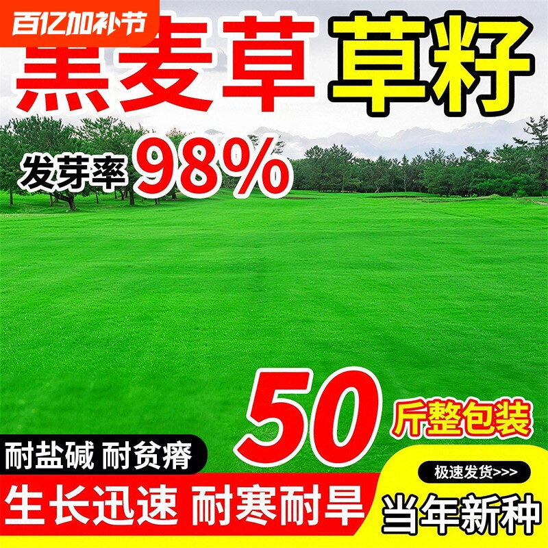 黑麦草草籽多年生耐寒四季常青庭院草坪种籽矮生绿化护坡草皮种子
