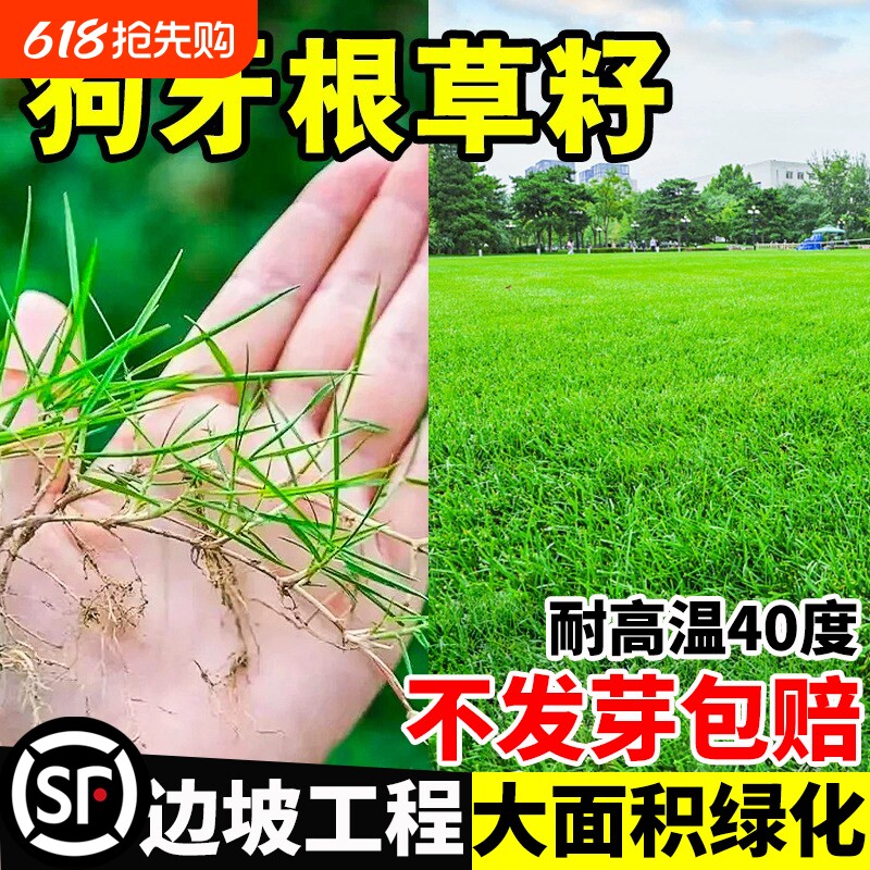 草籽进口狗牙根护坡固土耐旱绿化脱壳草坪草种子净籽庭院北方地毯