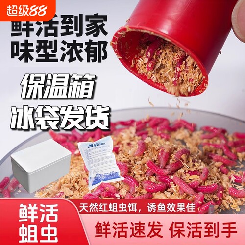 红蛆虫活饵300只|超2000次加购